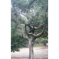 佛手枸骨 地徑25公分，高3.5米