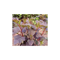 紫葉風(fēng)箱果