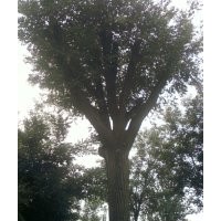 售：40公分國槐，大半冠可帶土丘