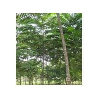 哪里椿樹價格最便宜