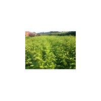 東北苗木：2----6米油松 云杉 樟子松