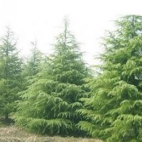 南京市元譽苗圃場；供應(yīng)各種雪松苗木