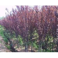 供應紫葉李，紫薇，紫玉蘭等苗木