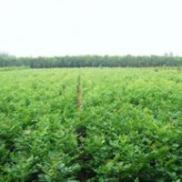 供應(yīng)油松，核桃苗，各類果樹(shù)，國(guó)槐.