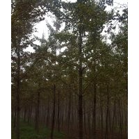 低價(jià)供應(yīng)0-60公分銀杏苗木