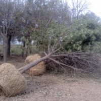 出售大量15白蠟