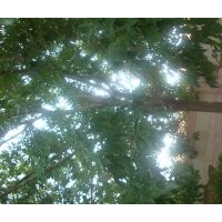 出售18一級白蠟