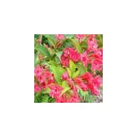 供應(yīng)紅王子錦帶