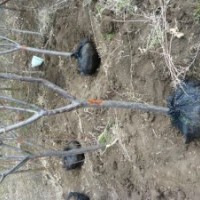 黑龍江哈爾濱大量出售 紫葉李