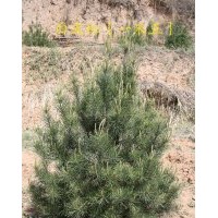 供應(yīng)白皮松小苗，山西白皮松小苗價格