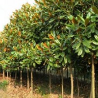 今日5\6\7\公分廣玉蘭苗圃價(jià)格報(bào)價(jià)