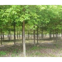 供應(yīng)19公分移栽香樟樹(shù)