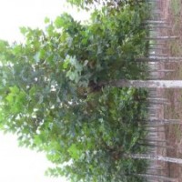 國(guó)槐 8-40公分國(guó)槐 國(guó)槐價(jià)格 山東國(guó)槐基地