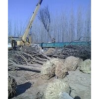 國槐 山東國槐 國槐基地