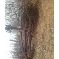 國槐 山東國槐 國槐基地 國槐價格 國槐小苗