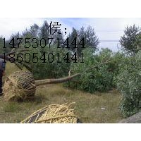 國槐樹價 金合歡基地