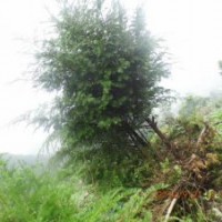 南方紅豆杉3公分，高度2.2米左右