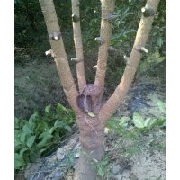 低價(jià)出售大量幌傘楓