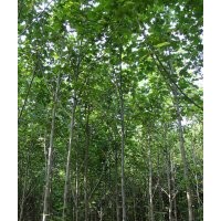 供應3-20公分馬褂木