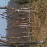 湖北全冠骨架移植三角楓基地