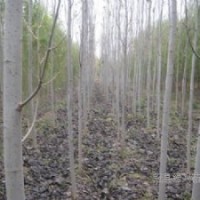 [特供]1-30cm毛白楊 法桐 椿樹 國槐 垂柳 白蠟等綠化苗木