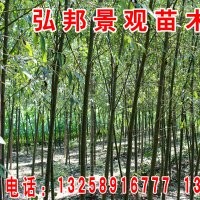 常年供應(yīng)2-4分支檉柳，1-30公分垂柳