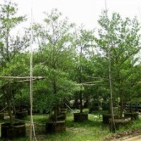 綠化苗木水石榕-基地綠化苗木水石榕