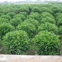 綠化苗木非洲茉莉-基地綠化苗木非洲茉莉