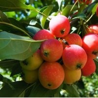 大運(yùn)八棱海棠樹(shù)銷(xiāo)售全球河北懷來(lái)八棱海棠樹(shù)苗木基地