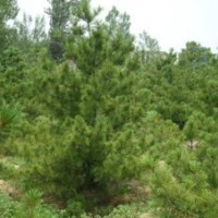 各種樹苗油松,白皮松,核桃苗