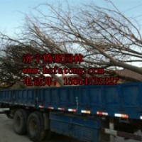 國槐 造型國槐 白臘