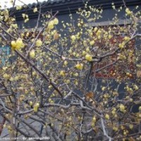 臘梅花即將綻放，火熱預定中，