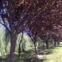 低價供應(yīng)：紫葉李5-20公分，五角楓6-30公分，各種海棠2-15公分