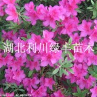 供應(yīng)映山紅樹(shù)樁映山紅盆景 映山紅價(jià)格