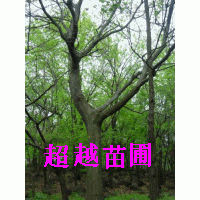 樸樹基地/樸樹價(jià)格-南京超越苗圃場(chǎng)