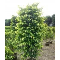 供應各種綠化喬木.灌木.地被等等黃金香柳 黃金香柳 龍船花 毛杜