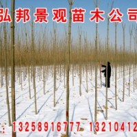 主供速生白蠟，速生國(guó)槐，榆樹(shù)等