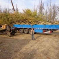 邳州銀杏最新銀杏樹(shù)價(jià)格