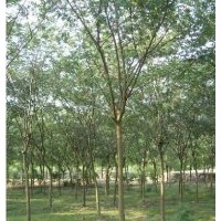 低價(jià)供應(yīng)合歡、青皮垂柳、紫葉李、欒樹等綠化苗