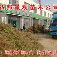 速生白蠟及小苗 3-8cm國(guó)槐 1-8cm速生柳