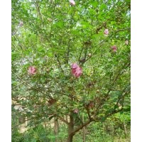 河北紅王子錦帶，河北木槿大小苗，河北薔薇