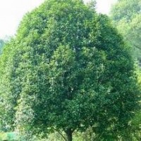 鄭州25公分桂花樹價格表_5公分桂花樹價格【桂花就要發(fā)】