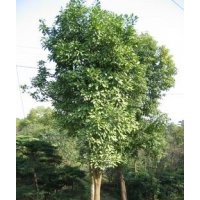 大量低價供應(yīng)各種規(guī)格香泡