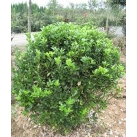 供大葉黃楊，大葉黃楊價(jià)格，江蘇大葉黃楊價(jià)格，大葉黃楊基地價(jià)格