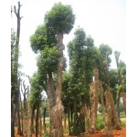 供應(yīng)香樟樹(shù) 香樟苗