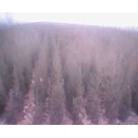 優(yōu)質(zhì)北京柏檜最新產(chǎn)品