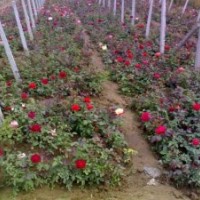 綠化苗木價(jià)格月季,垂柳,金絲垂柳,樂(lè)昌含笑,玉蘭,馬褂木