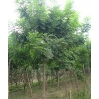 出售6-12公分欒樹
