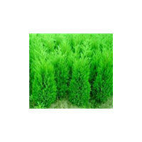 側(cè)柏批發(fā)，側(cè)柏批發(fā)，側(cè)柏批發(fā)