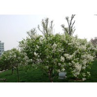 紫丁香 白丁香 華北連翹